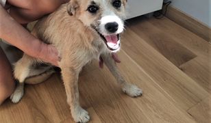 Orzesze. Wyrzucili psa z samochodu, policja szuka sprawców