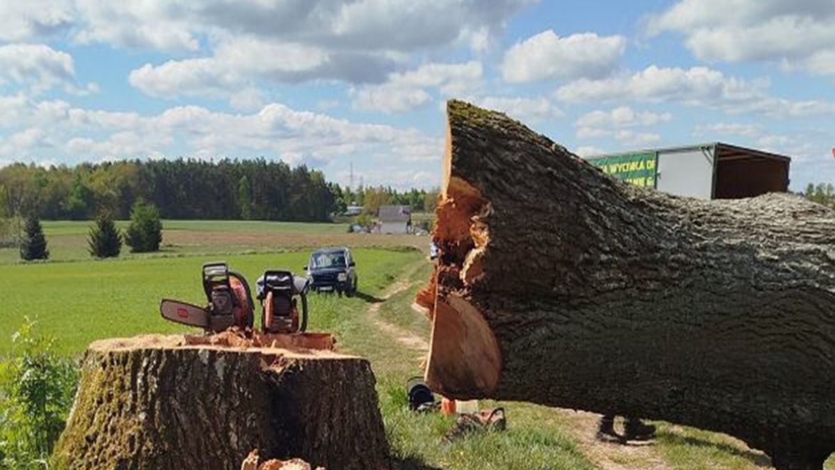 Ścięli 300-letni dąb na Pomorzu.