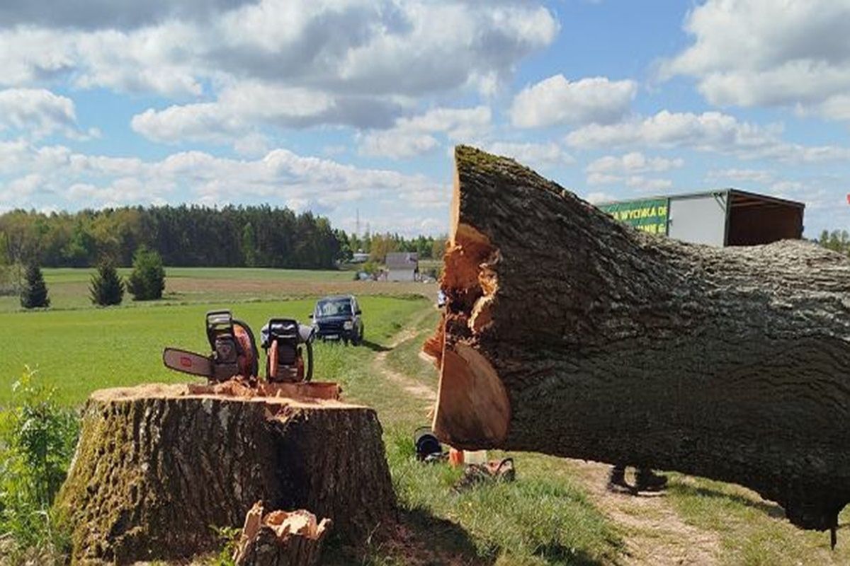 Ścięli 300-letni dąb. "Pomnikowe drzewo"