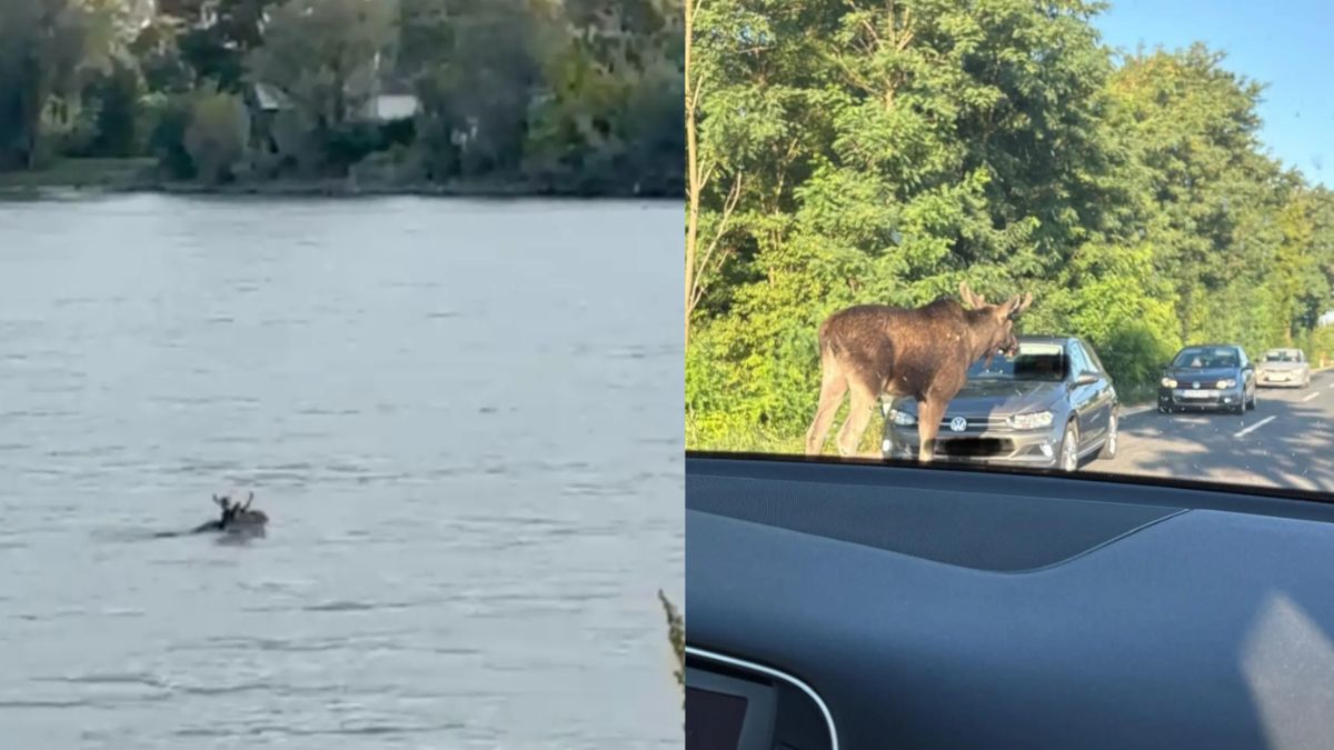 Łoś Emil przemierza Europę Środkową.