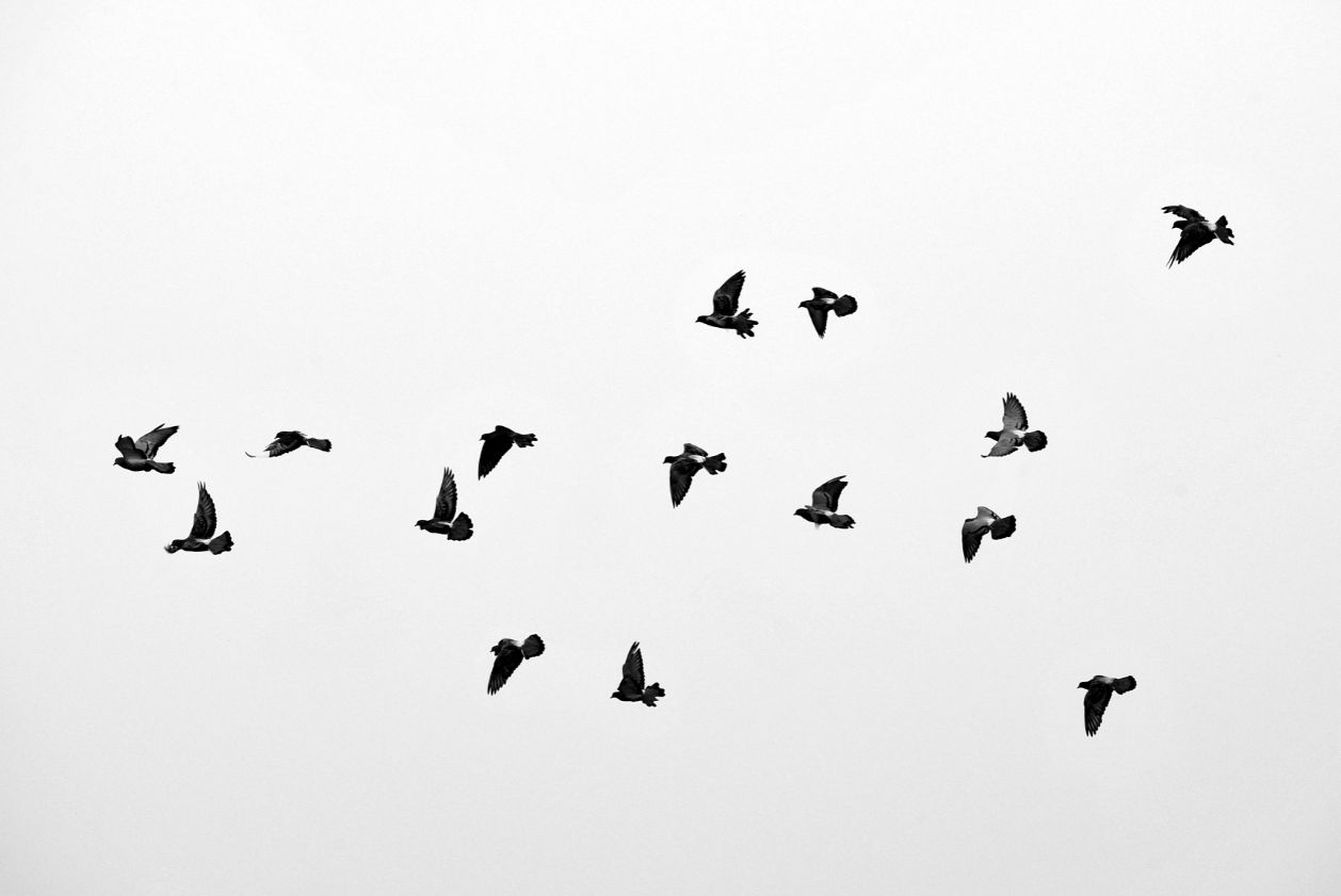 Awizofobia oznacza strach przed kontaktem z ptakami.