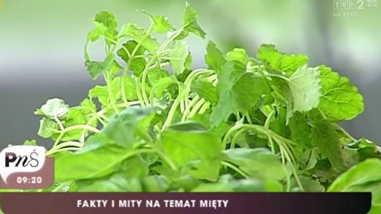 Poznaj wszystkie właściwości mięty