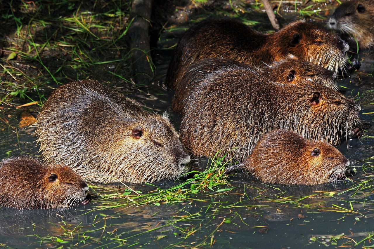 Rybnik: Nutriowisko ze wsparciem fundacji. Odławiane zwierzęta dożyją swoich lat.