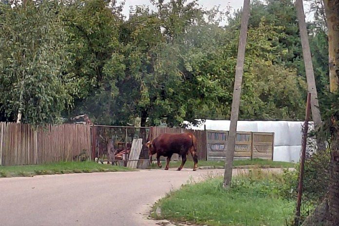 Strzegowo: 700-kilogramowy byk na wolności. Ludzie w panice, służby w akcji