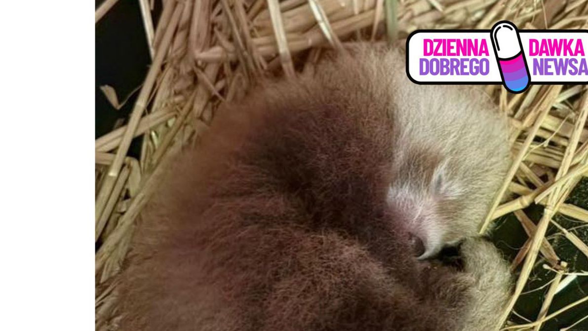 Mała panda ruda przyszła na świat w Łodzi