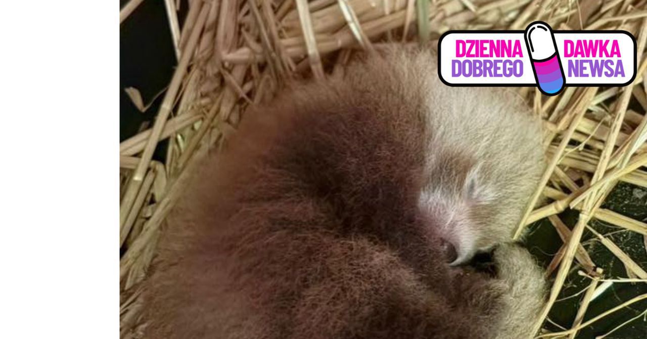 Mała panda ruda przyszła na świat w Łodzi