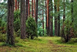 Majówka na świeżym powietrzu. Najlepsze miejsca na spacer po lesie