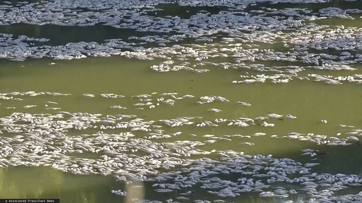 Śnięte ryby płyną z nurtem rzeki - zdjęcie z 18 marca br.