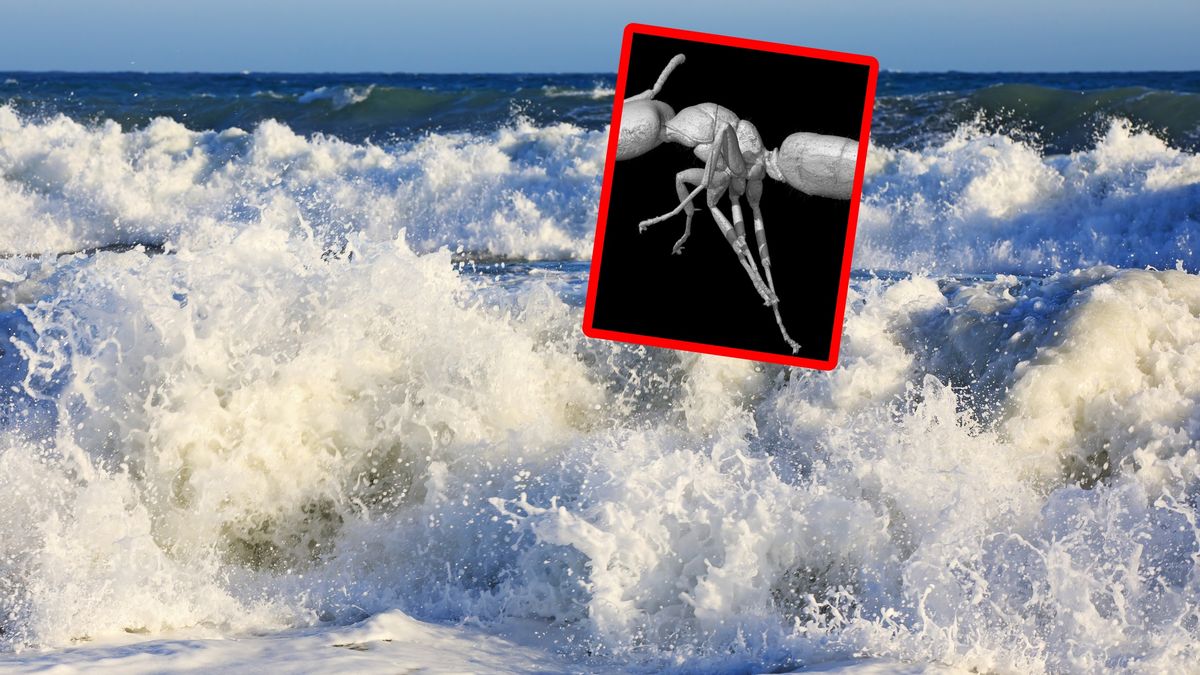 Spektakularne odkrycie w bursztynie.