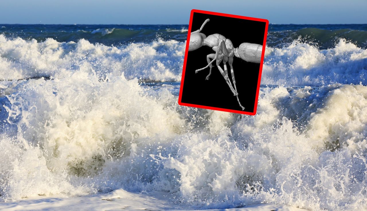 40 milionów lat. Spektakularne odkrycie. Miał go z Bałtyku