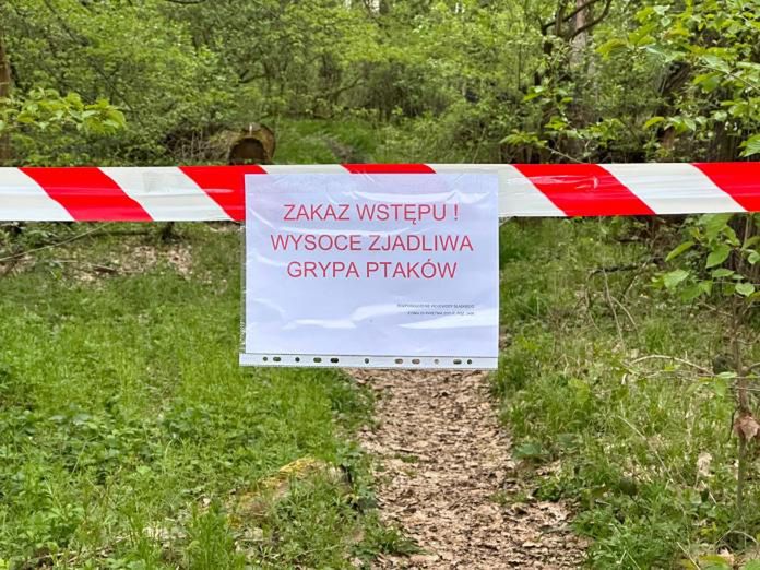 Polska wolna od wysoce zjadliwej grypy ptaków