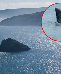 Panika na brytyjskiej plaży. Z morza wyłoniła się płetwa