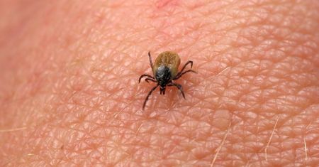 Psiknij przed wejściem do lasu. Kleszcze uciekną w popłochu