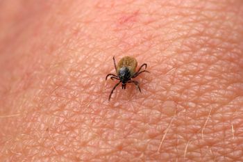 Wystarczy kilka psiknięć. Kleszcze nawet się nie zbliżą