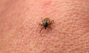 Wystarczy kilka psiknięć. Kleszcze nawet się nie zbliżą