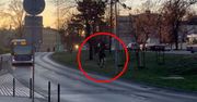 Wideo z Bydgoszczy. Bez skrępowania spacerowały po ruchliwym centrum
