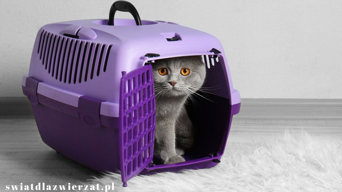 Jak wybrać transporter dla kota?