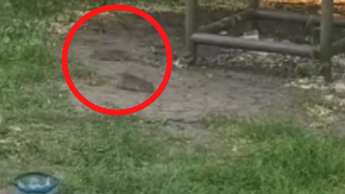 Nagranie z bydgoskiego parku. Pojawiły się szczury.