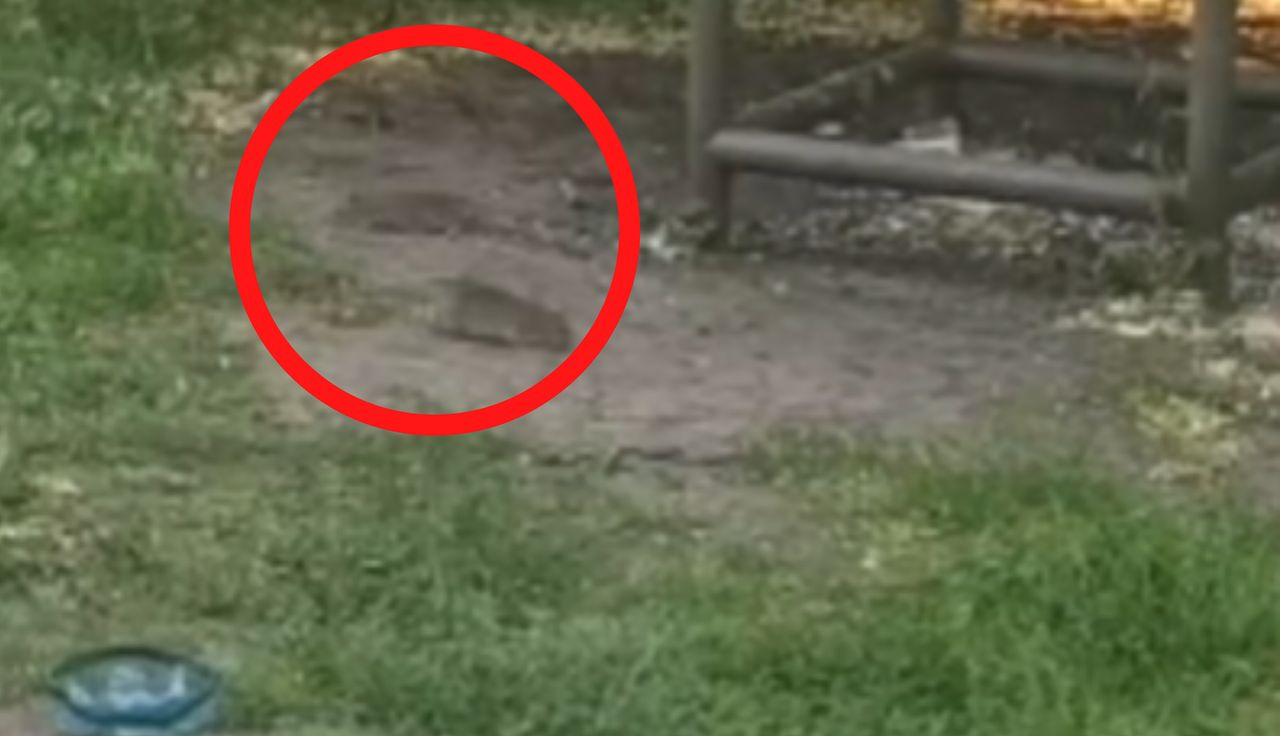 Aż złapała za telefon. Nagranie z Bydgoszczy obiega sieć