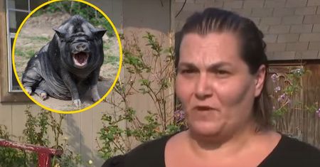 Agresywny wieprz atakuje rodzinę. "Rozpłaszczył mamę jak akordeon"