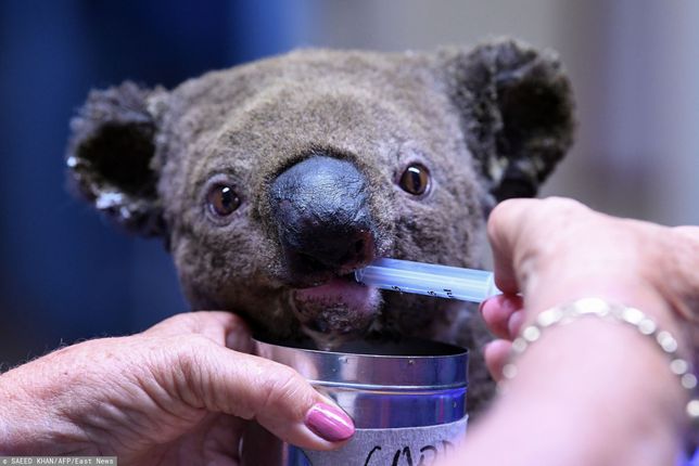 Koala uratowany z pożaru 