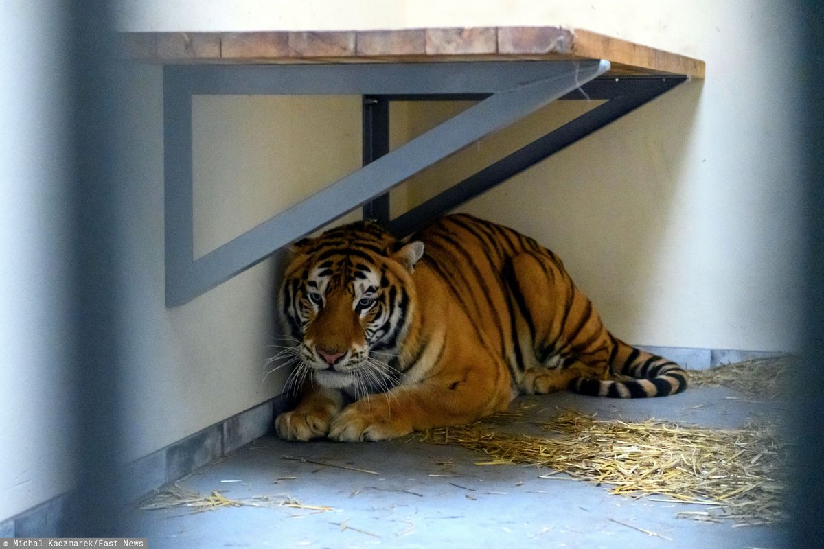 Tygrysy z poznańskiego zoo w niebezpieczeństwie. Rosjanie będą chcieli je odzyskać