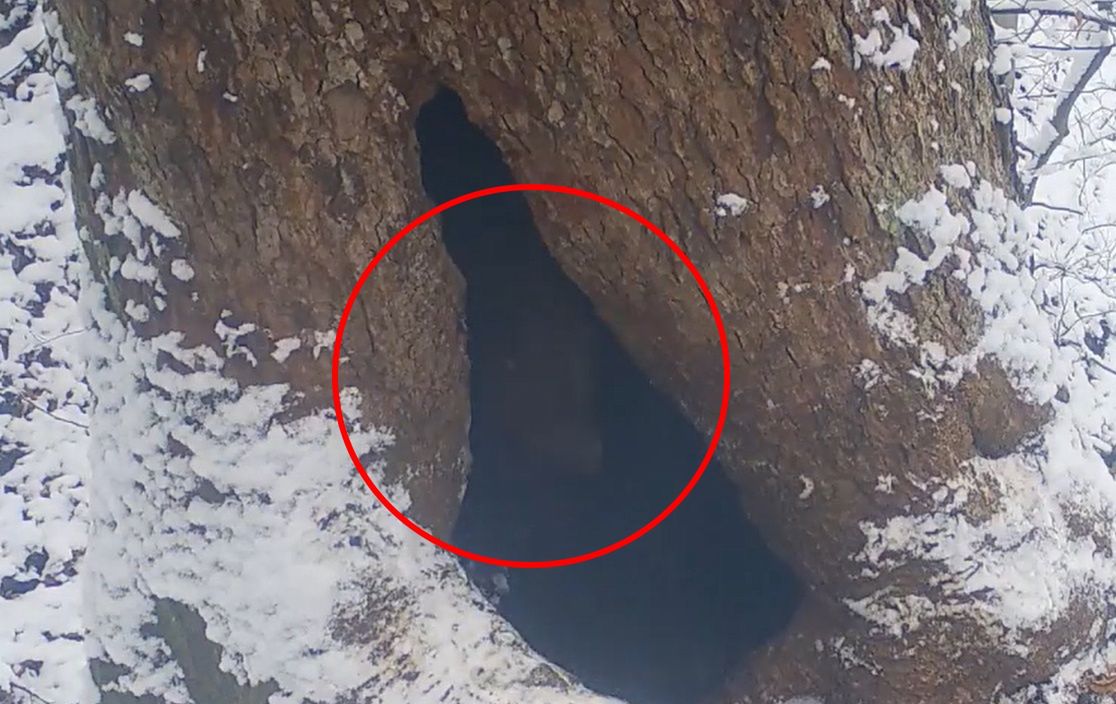 Niedźwiadek wcisnął się przez wąski otwór