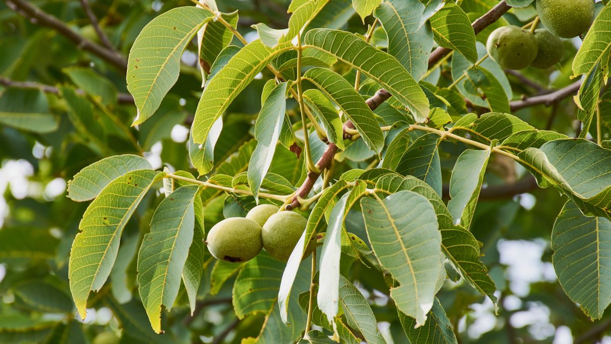 Nalewka z orzecha włoskiego wykazuje silne właściwości bakteriobójcze