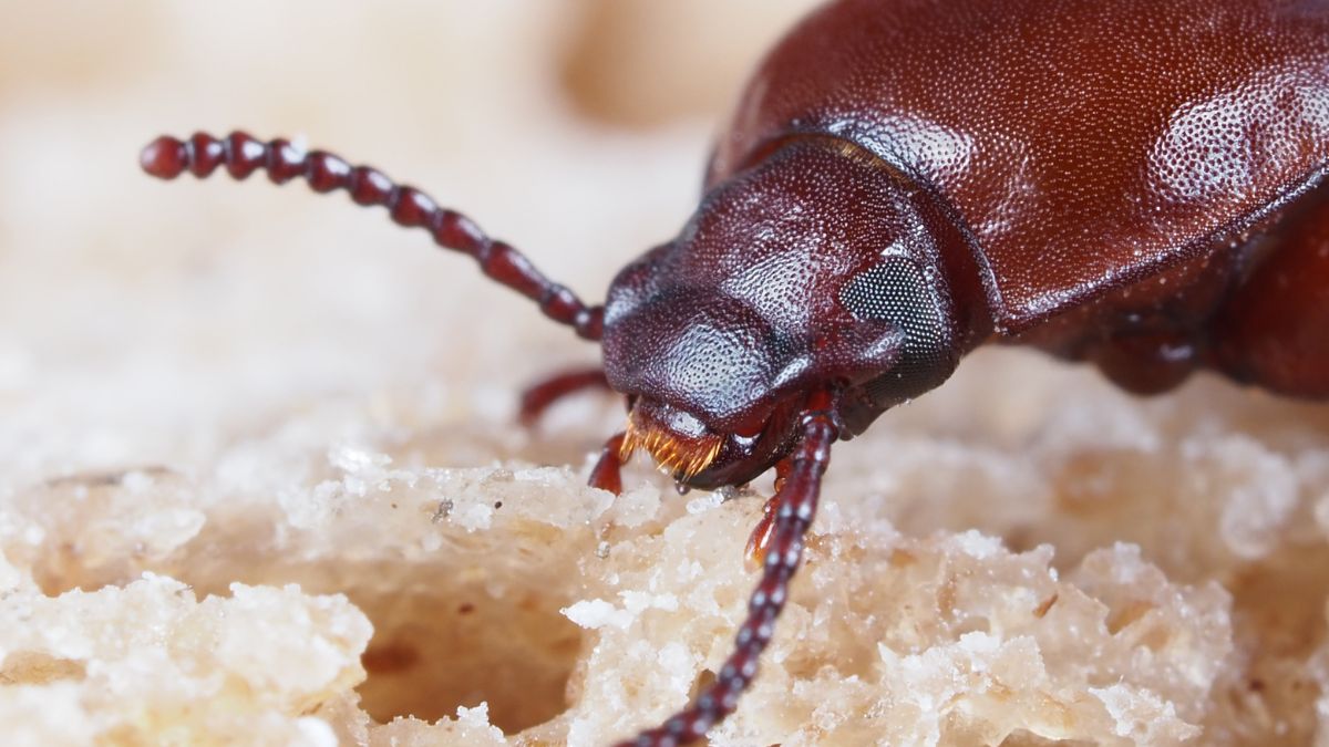 Mącznika młynarka trudno się pozbyć