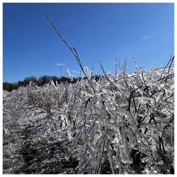 Pomoc po przymrozkach nie trafi do wszystkich sadowników. Oto dlaczego