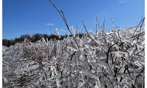 Pomoc po przymrozkach nie trafi do wszystkich sadowników. Oto dlaczego