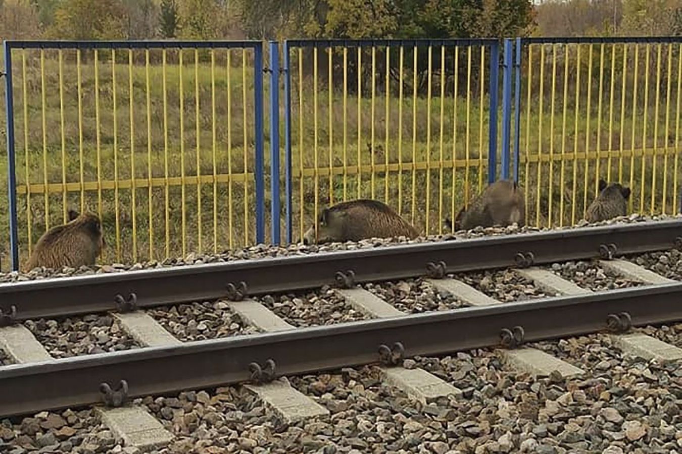 Dziki zaklinowały się w barierce przy torach