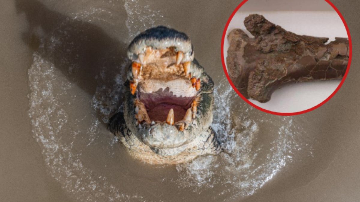 Pterozaur został pogryziony przez krokodyla. Znaleźli dowód