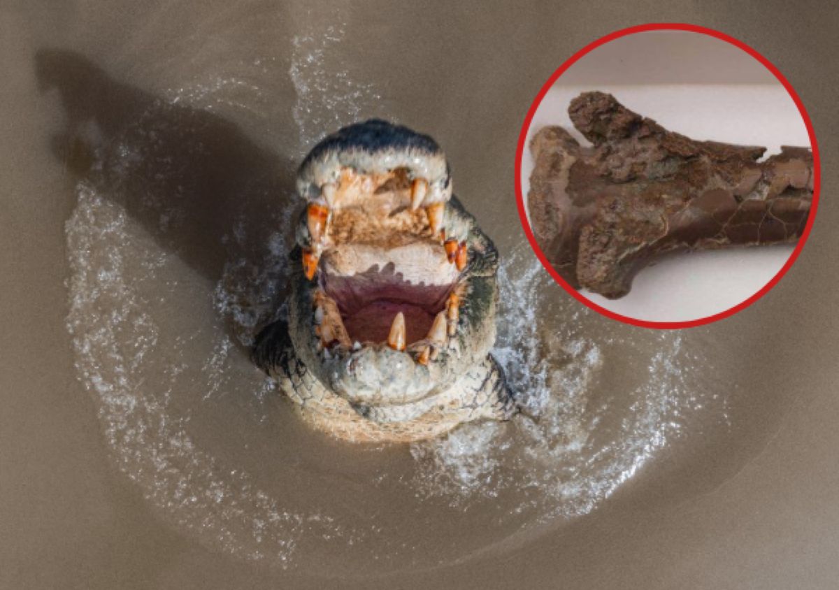 A pterosaur was bitten by a crocodile. They found the evidence.