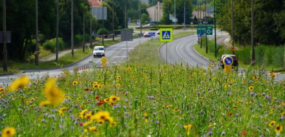 Sosnowiec. W mieście zasadzonych zostanie 30 tysięcy kwiatów.