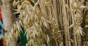 Niegowa: Dożynki Powiatowe. Bawiły się całe rodziny
