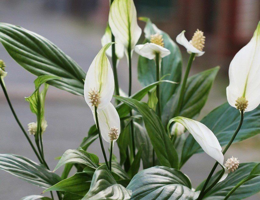 Domowy nawóz do skrzydłokwiata