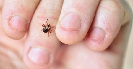 Bądź ostrożny podczas grzybobrania. Zapach potu przyciąga kleszcze jak magnes
