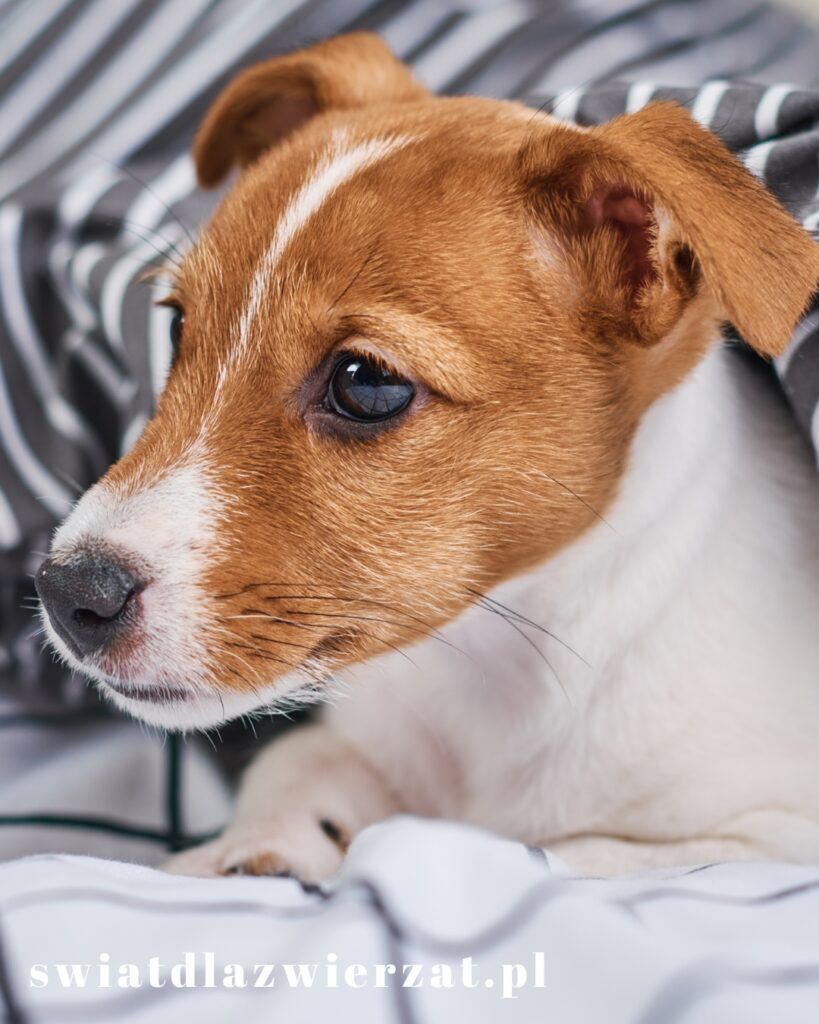 Które rasy psów żyją najdłużej - Jack Russell długość życia
