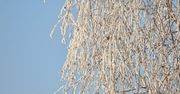 Ostrzeżenie meteorologiczne dla województwa lubelskiego. Zagrożeniem będzie silny mróz