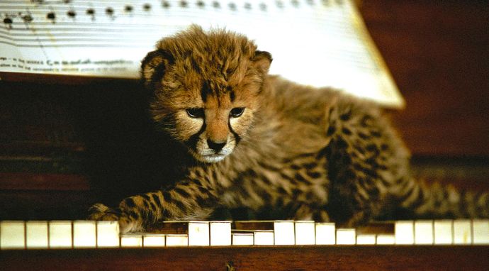 Duma: Podróż do domu