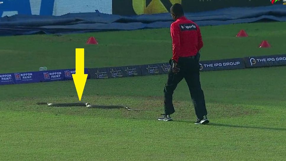 LPL - Lanka Premier League / Na zdjęciu: sędzia próbujący przegonić węża