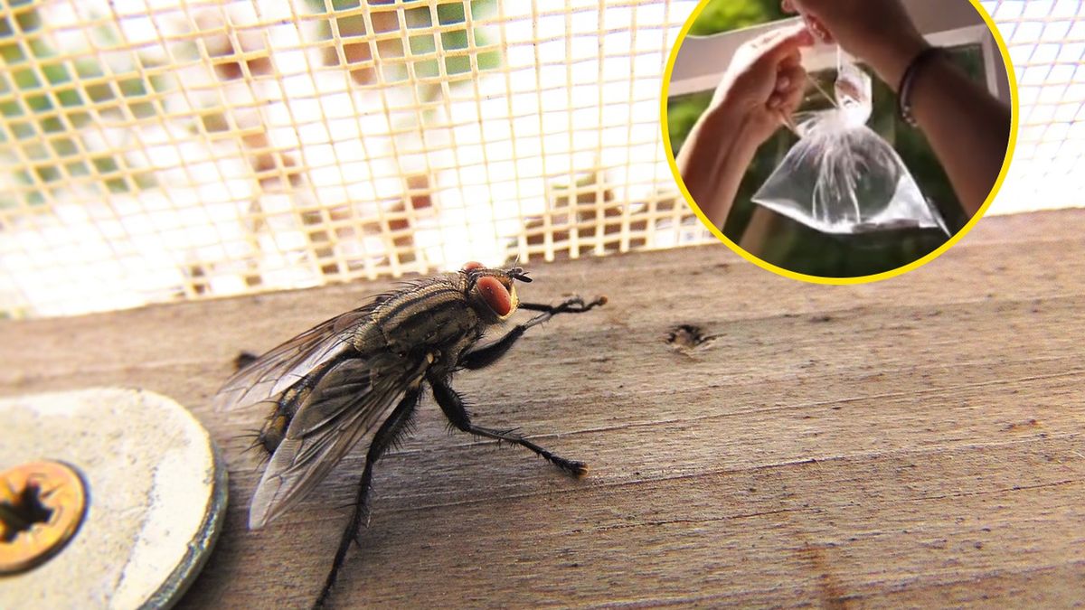 Jak pozbyć się much z domu? Łatwy trik 