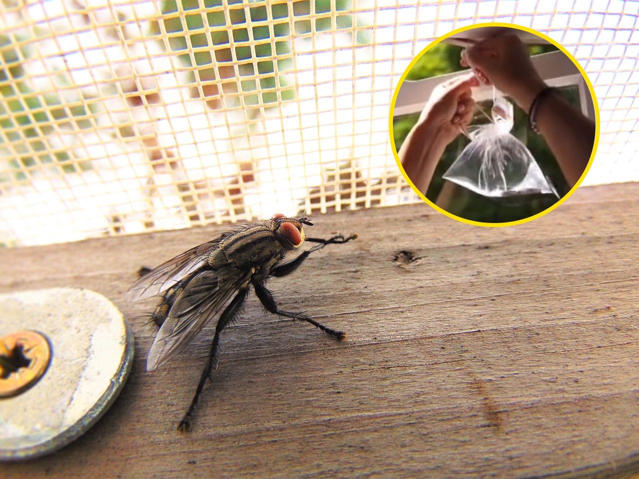 Repel pesky flies this summer: the simple and cost-effective household trick revealed