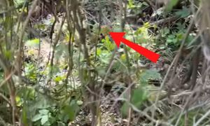 "Tego nie zapomnę". Taki widok w lesie. Wideo podbija sieć