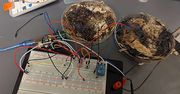 Organiczny komputer z żywej grzybni? Zaskakujący test naukowców z USA