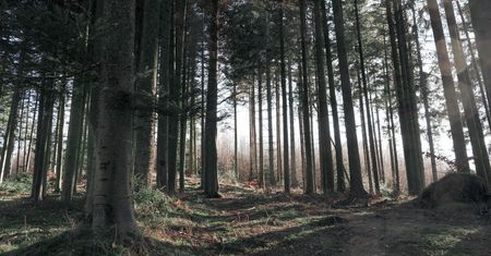 Podwyżki w Lasach Państwowych. Leśnik dostanie nawet 10 tys. zł "na rękę"