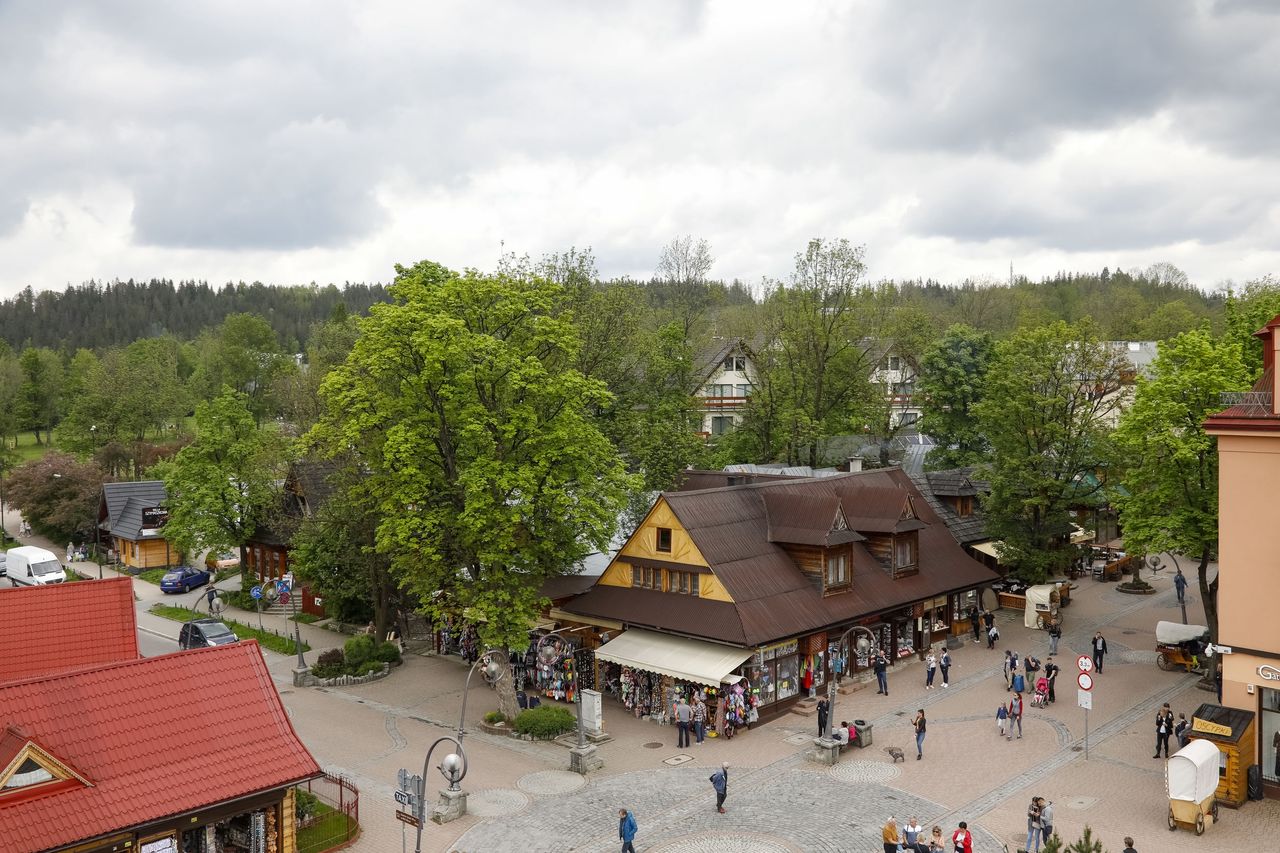 Zakopane. Stado łani spacerowało środkiem ulicy