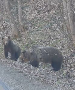 Niedźwiedzia rodzina przy drodze powiatowej. Przypadkowe spotkanie w Bieszczadach