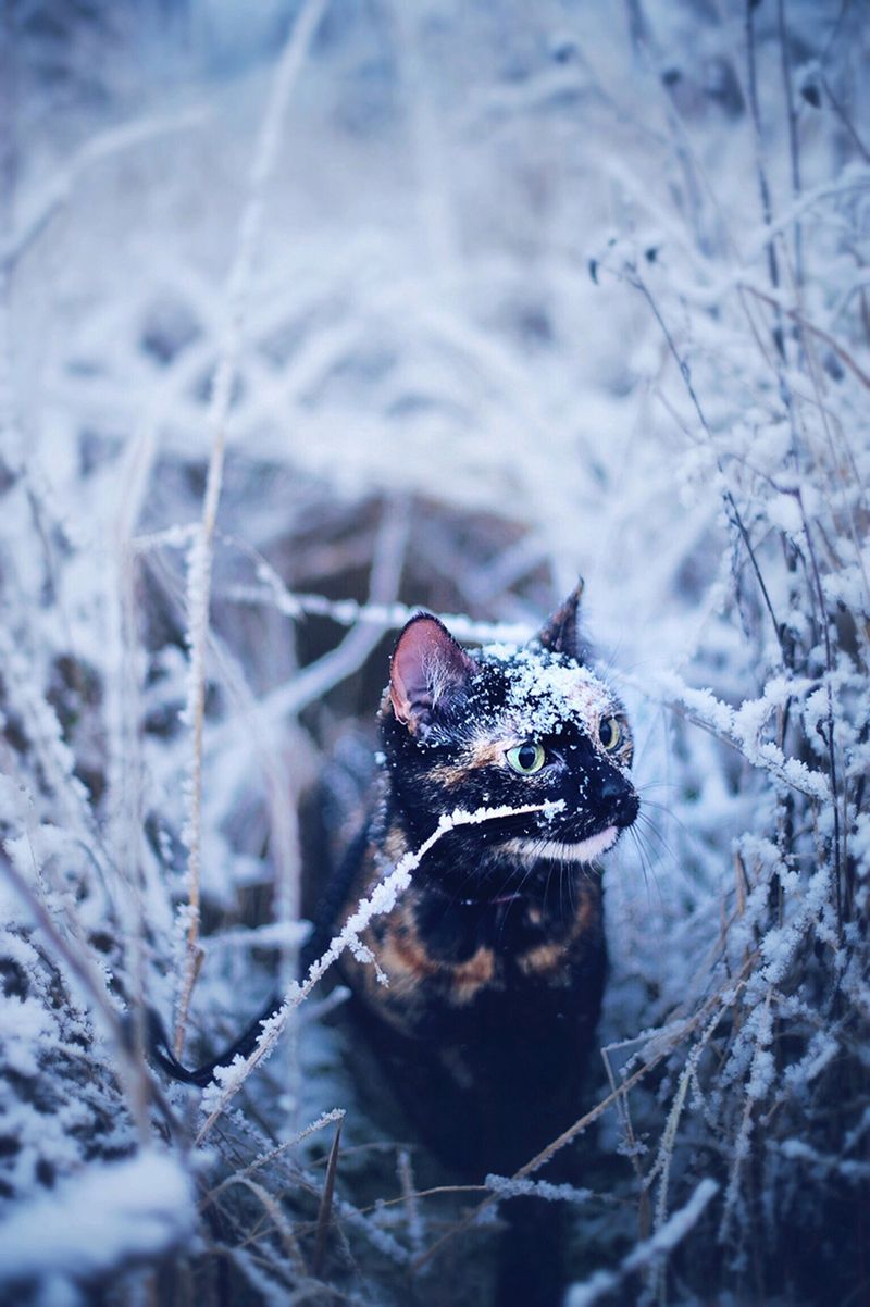 „Cat Effect", czyli cztery pory kota 9